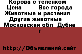 Корова с теленком › Цена ­ 69 - Все города Животные и растения » Другие животные   . Московская обл.,Дубна г.